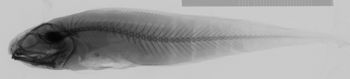 Media type: image;   Ichthyology 39300 Description: xray;  Aspect: lateral